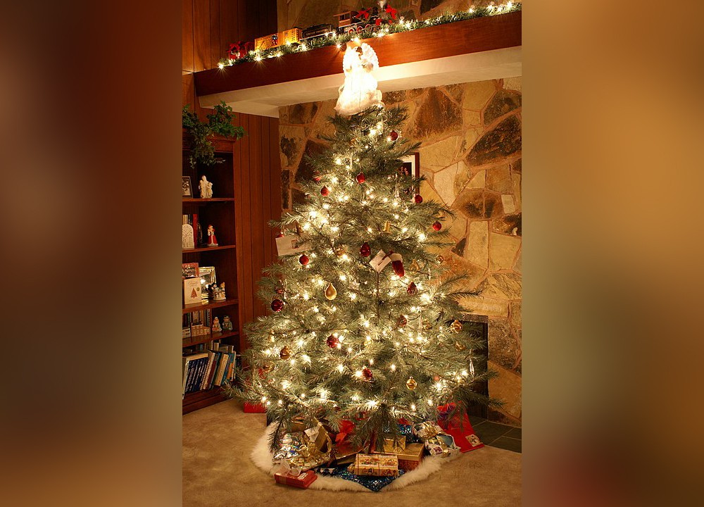 live christmas tree