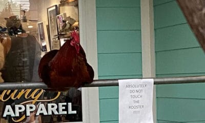 carl the rooster