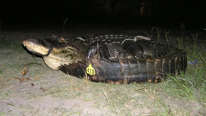 mississippi alligator record