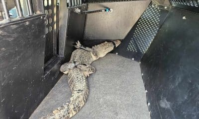 Vicksburg alligator captured
