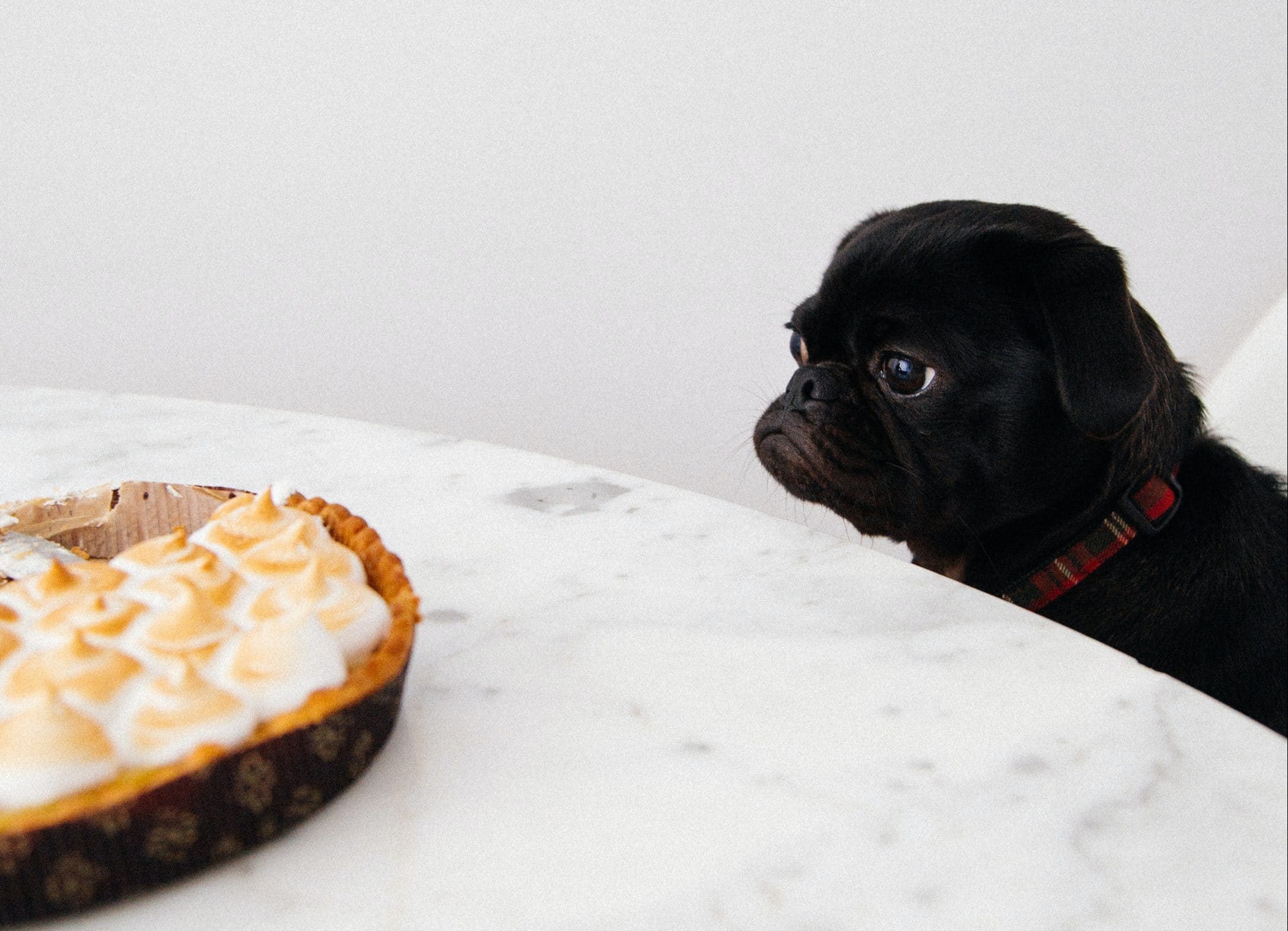 A dog and a pie