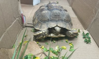 Someone's pet tortoise has been found in Ridgeland.