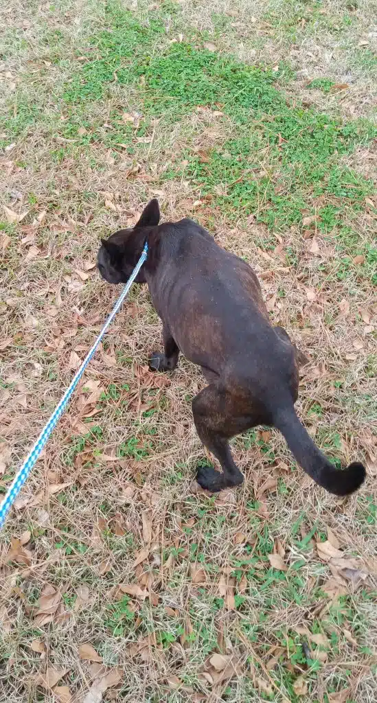 Mia's whole day can be made with a simwalk outdoors