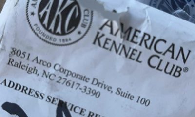 canine certification