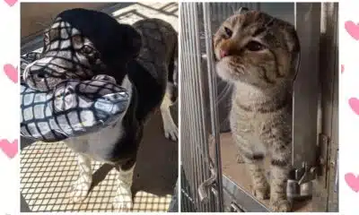 Adoptable pet double feature: Peanut the dog and Winky the cat