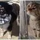 Adoptable pet double feature: Peanut the dog and Winky the cat