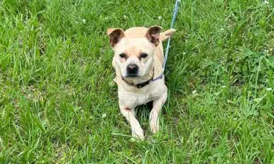 Adoptable pet: Chibi the Chihuahua mix