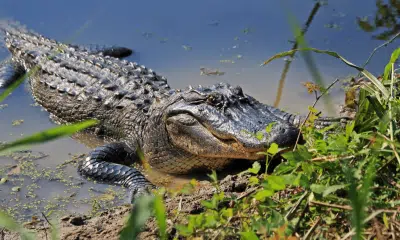 Alligator generic: Source: MDWF