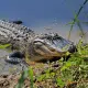 Alligator generic: Source: MDWF