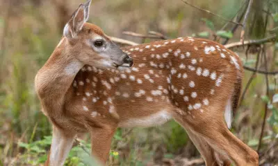 Source: MS Wildlife Fisheries