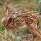 Source: MS Wildlife Fisheries