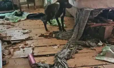 Corinth Animal Cruelty