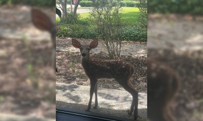 Fawn sighted outside of Vicksburg Post Office - Photo provided by Calvin Williams