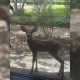 Fawn sighted outside of Vicksburg Post Office - Photo provided by Calvin Williams