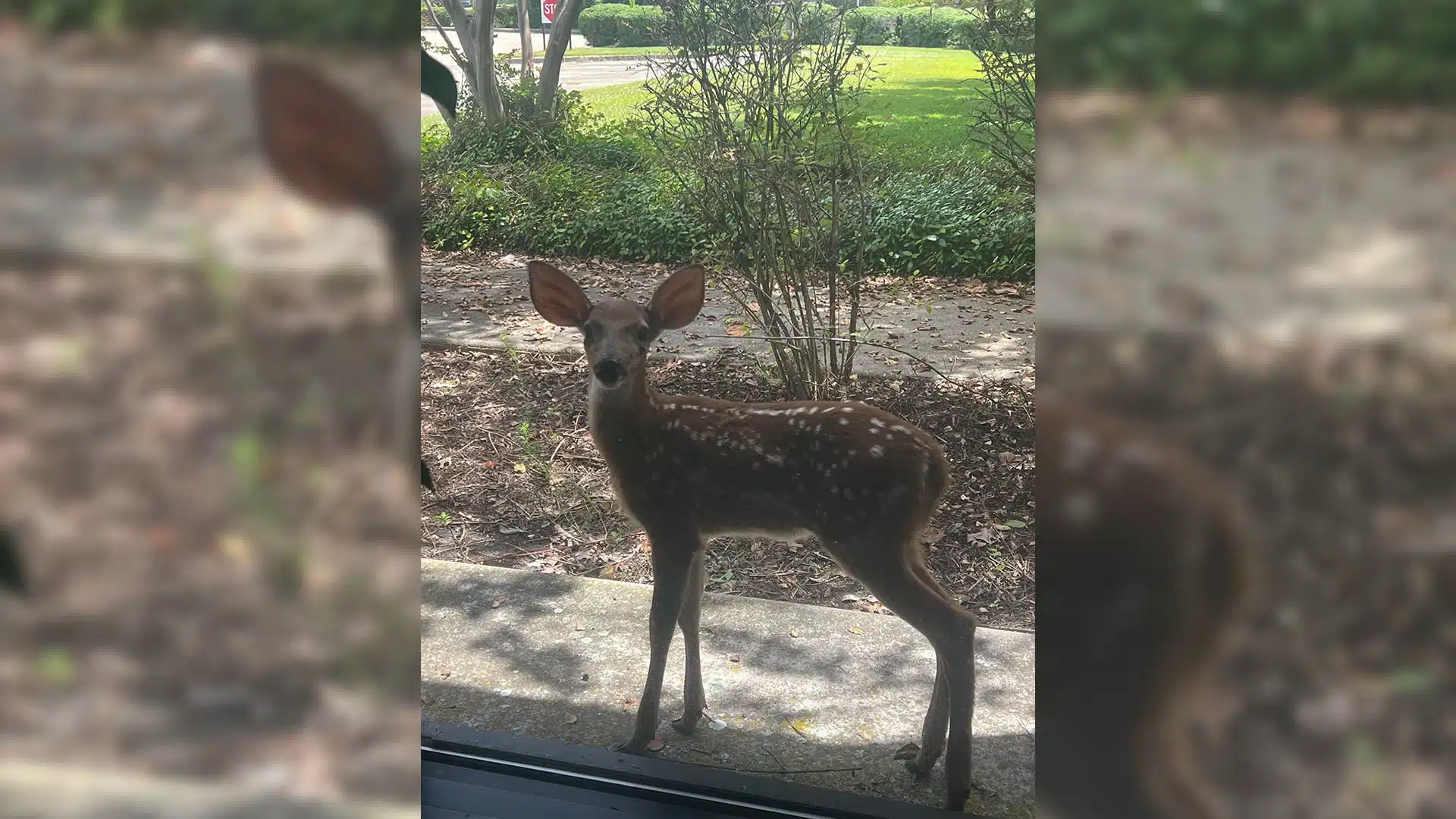 Fawn sighted outside of Vicksburg Post Office - Photo provided by Calvin Williams
