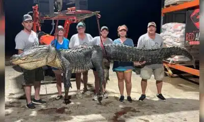 Near-record gator caught by Mississippi hunters on opening day