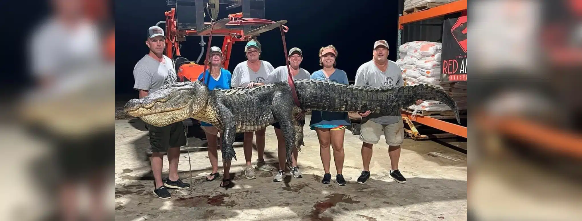 Near-record gator caught by Mississippi hunters on opening day