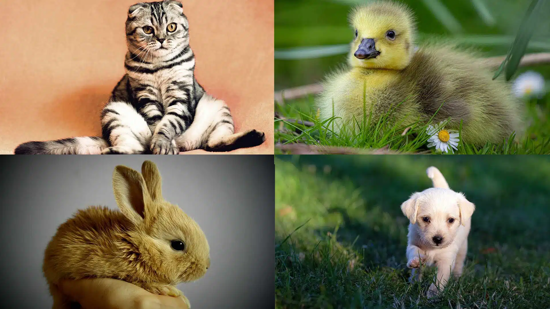 Cutest Pet