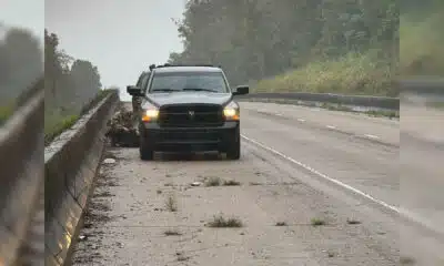 black bear killed