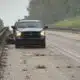 black bear killed