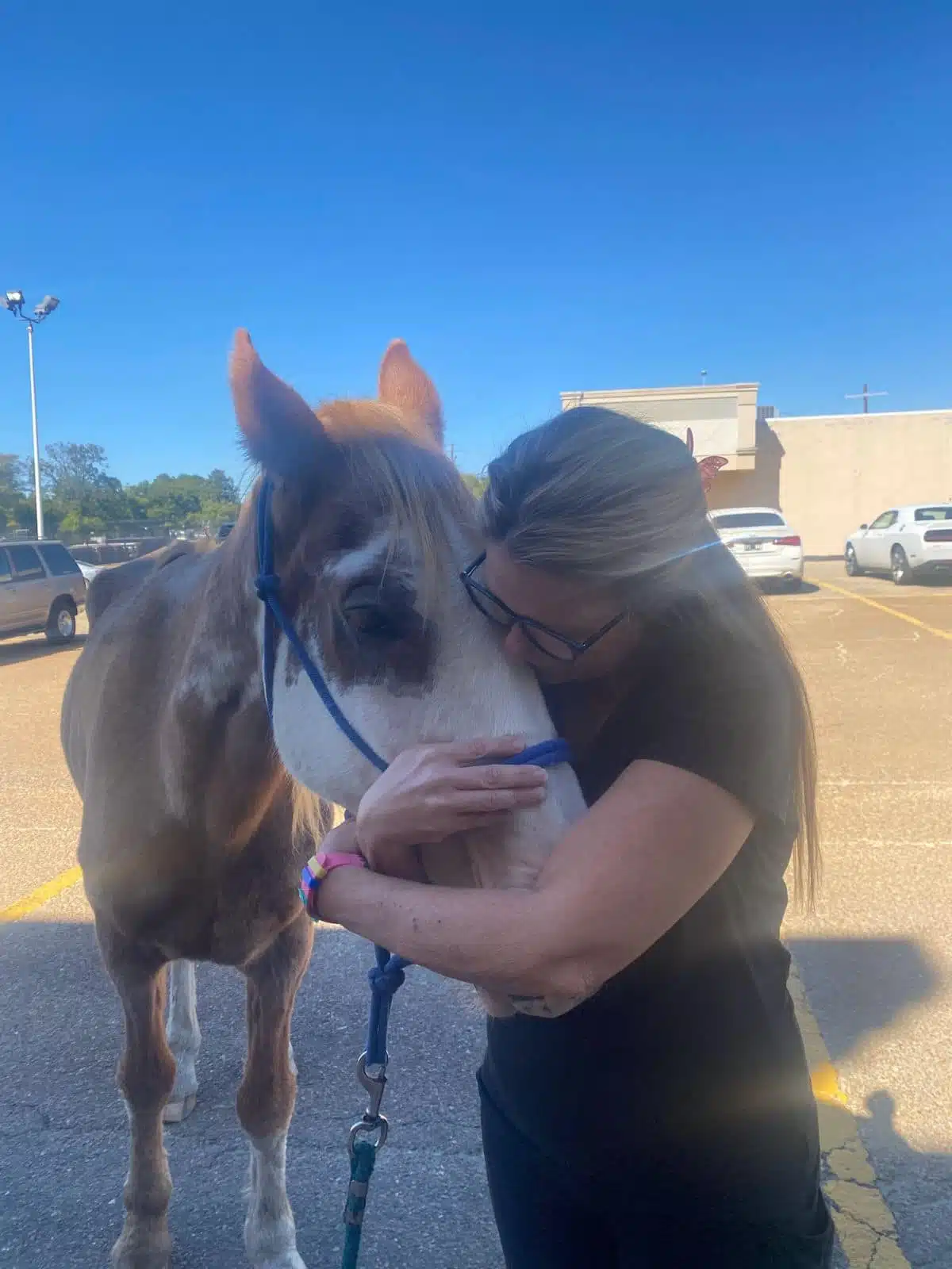 Malnourished Horse