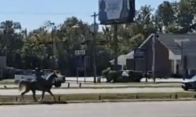 man on horseback on I-20