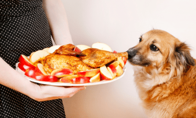 Thanksgiving unsafe food for dogs