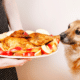 Thanksgiving unsafe food for dogs