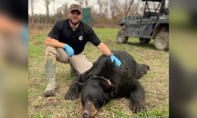 Black Bear