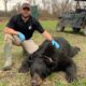 Black Bear