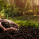 Arbor Day