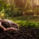 Arbor Day