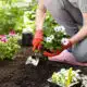 gardener planting white flowers in a garden