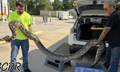 Rescue group in south Mississippi saves four giant Burmese pythons after owner’s death