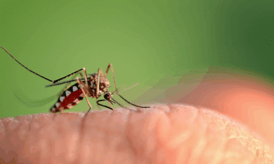 West nile (adobe stock)