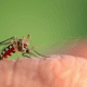 West nile (adobe stock)
