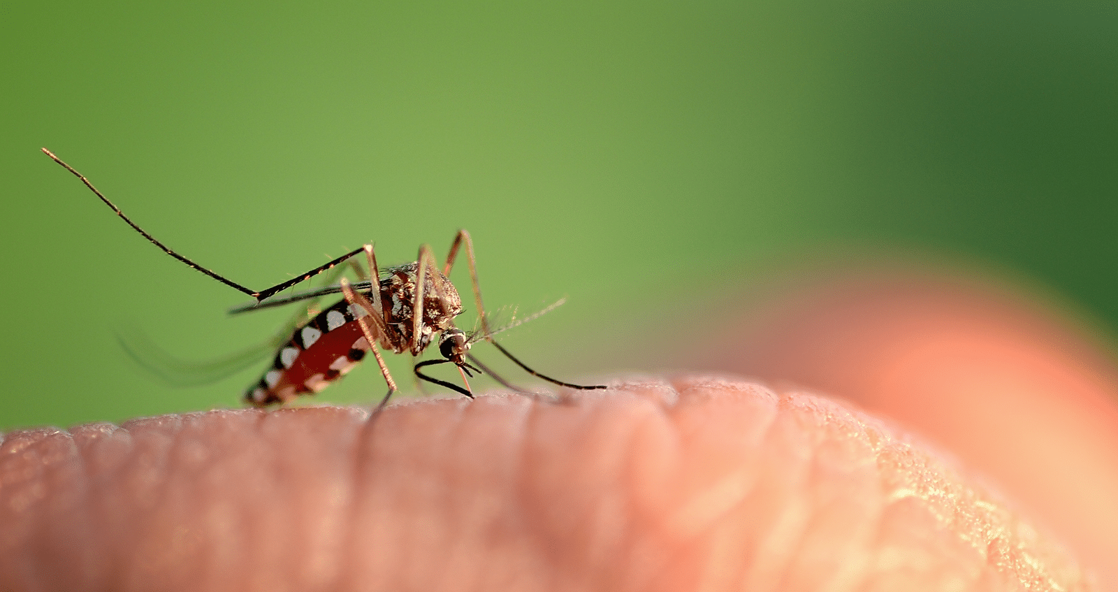 West nile (adobe stock)