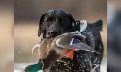 Ducks Unlimited