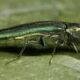 Emersld ash borer