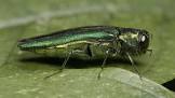 Emersld ash borer