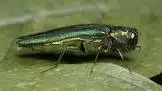 Emersld ash borer