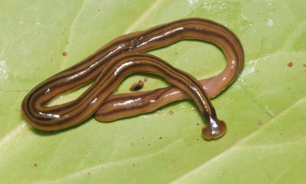 Hammerhead worm