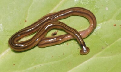 Hammerhead worm