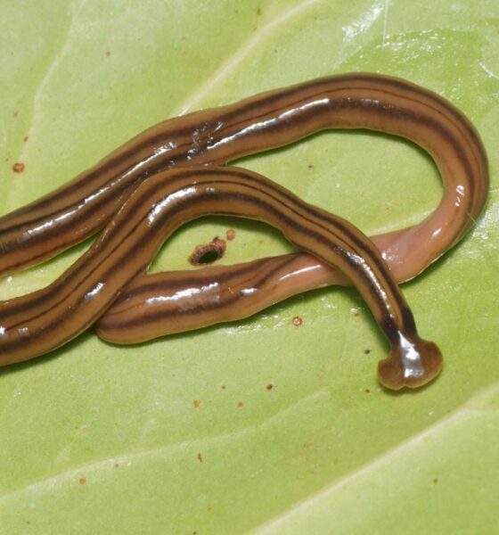 Hammerhead worm