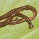 Hammerhead worm