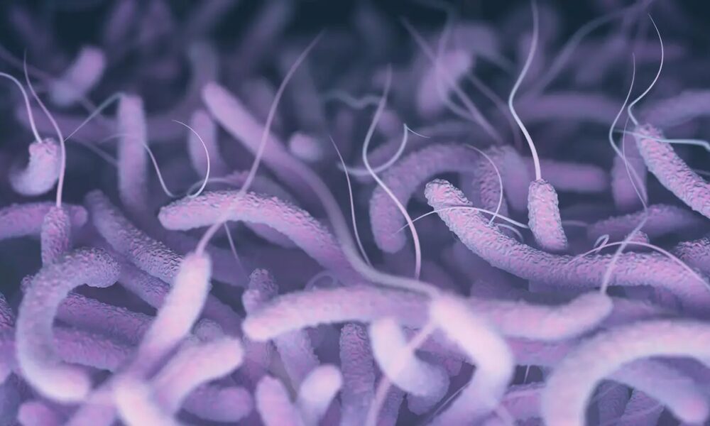 bacteria