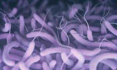 bacteria