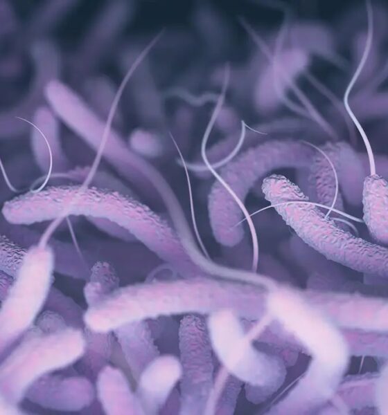 bacteria