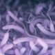 bacteria