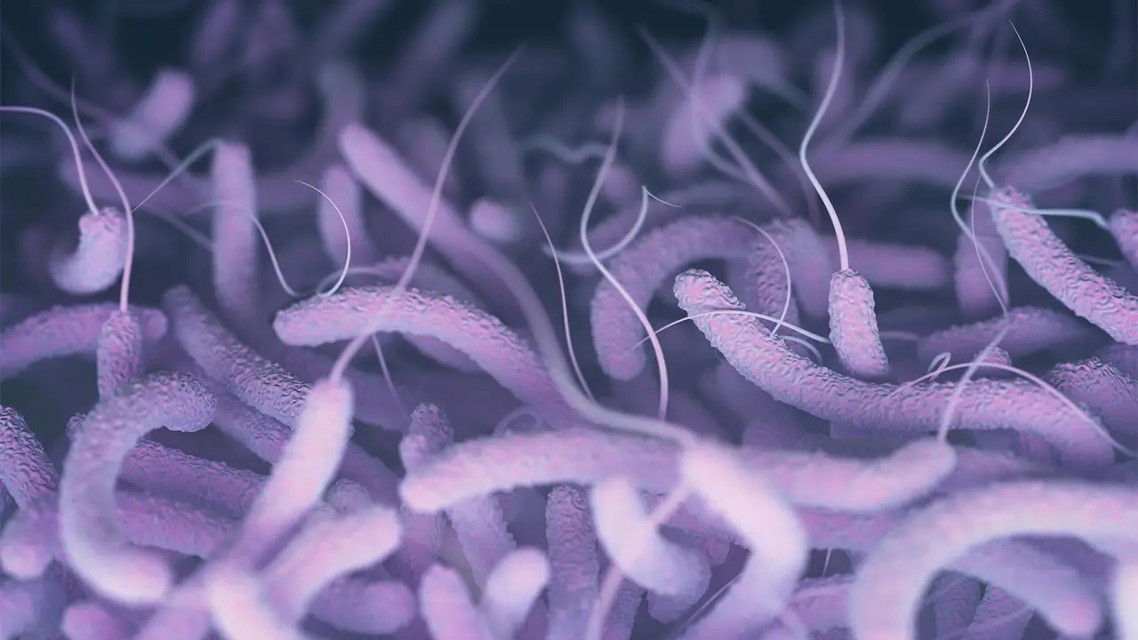 bacteria